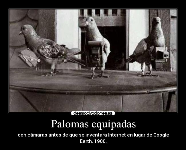 Palomas equipadas - 