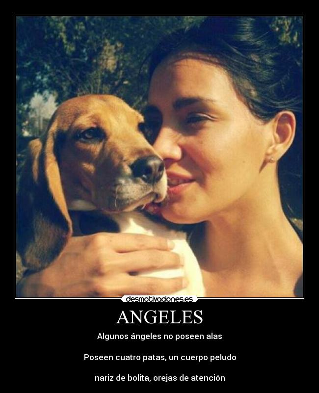 ANGELES - Algunos ángeles no poseen alas

Poseen cuatro patas, un cuerpo peludo

nariz de bolita, orejas de atención