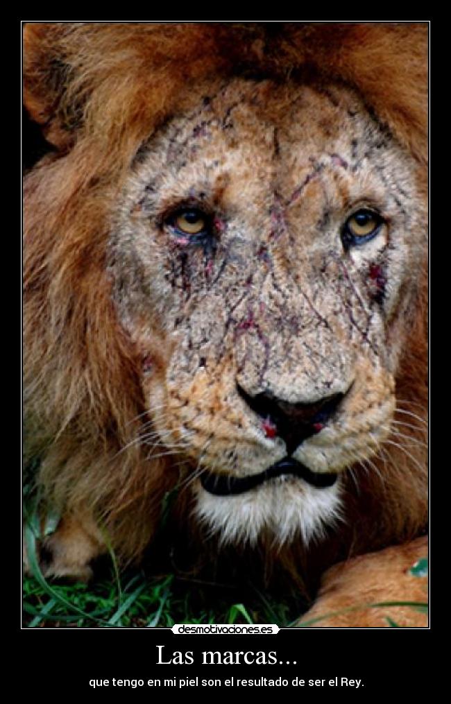 Las marcas... -