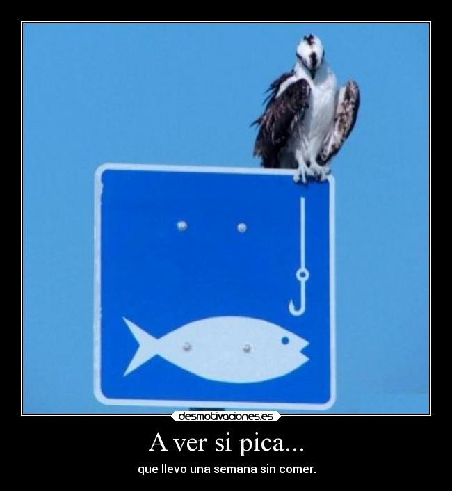 A ver si pica... - que llevo una semana sin comer.