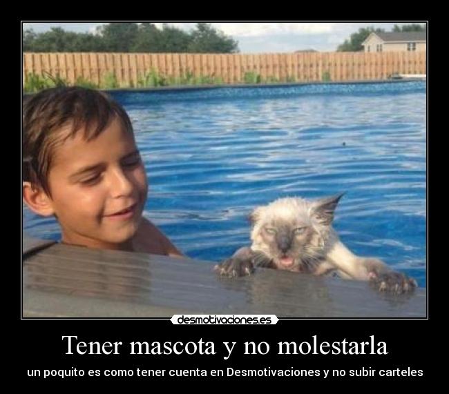 Tener mascota y no molestarla - 