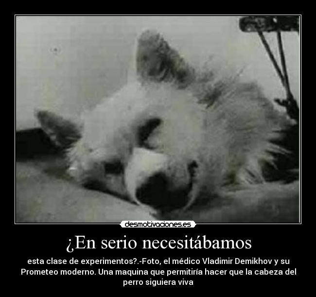 ¿En serio necesitábamos - esta clase de experimentos?.-Foto, el médico Vladimir Demikhov y su
Prometeo moderno. Una maquina que permitiría hacer que la cabeza del
perro siguiera viva