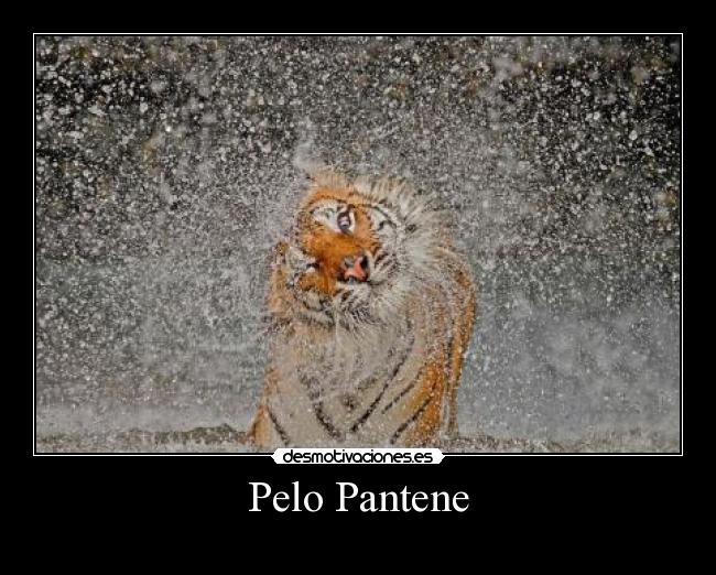 Pelo Pantene - 