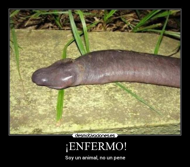 ¡ENFERMO! - Soy un animal, no un pene