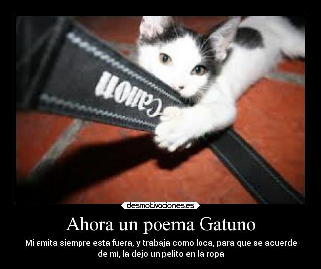 Ahora un poema Gatuno - Mi amita siempre esta fuera, y trabaja como loca, para que se acuerde
de mì, la dejo un pelito en la ropa