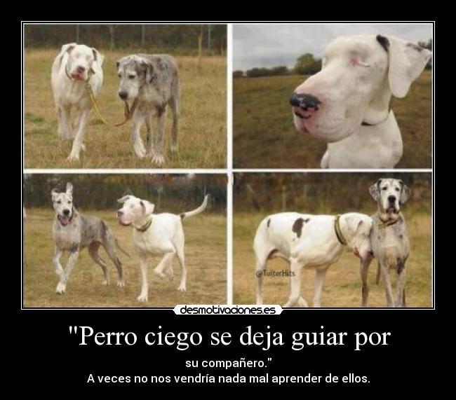 Perro ciego se deja guiar por -