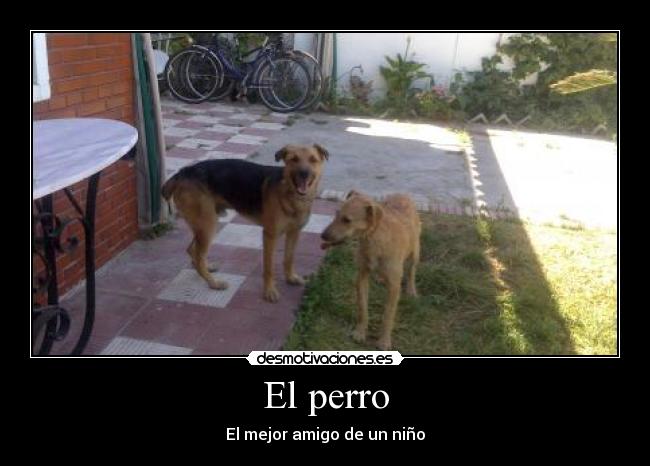 El perro - 