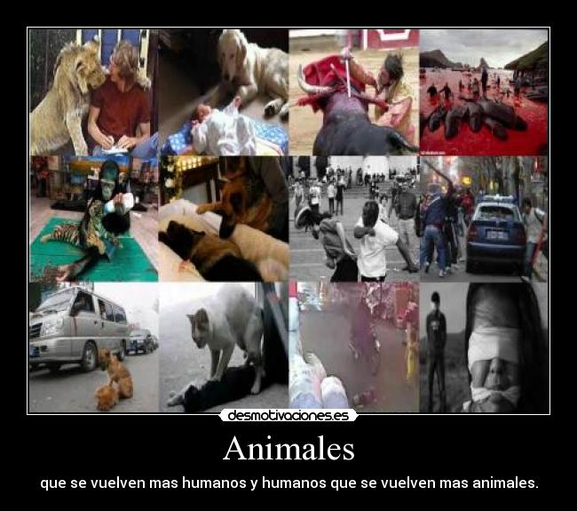 Animales -