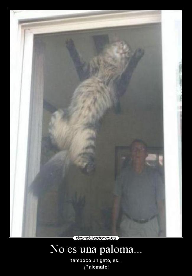 No es una paloma... - tampoco un gato, es...
¡Palomato!