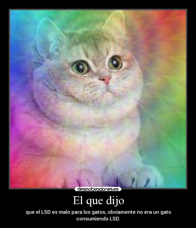 El que dijo - que el LSD es malo para los gatos, obviamente no era un gato consumiendo LSD.