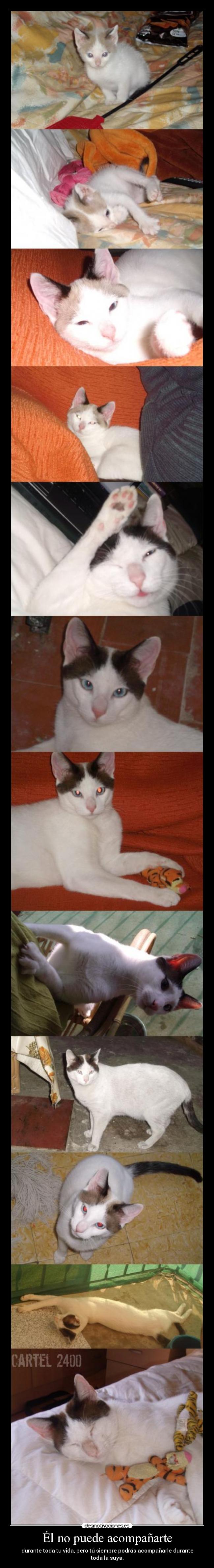 carteles raptorhunters harukaze cartel 2400 gatosenano amor gatosvida amigo companero vida amistad desmotivaciones