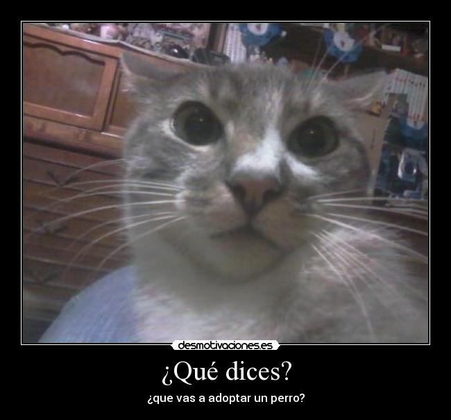 ¿Qué dices? - ¿que vas a adoptar un perro?