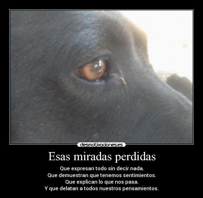 Esas miradas perdidas - Que expresan todo sin decir nada.
Que demuestran que tenemos sentimientos.
Que explican lo que nos pasa.
Y que delatan a todos nuestros pensamientos.