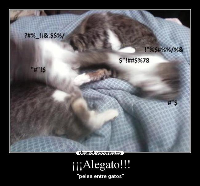 ¡¡¡Alegato!!! - pelea entre gatos