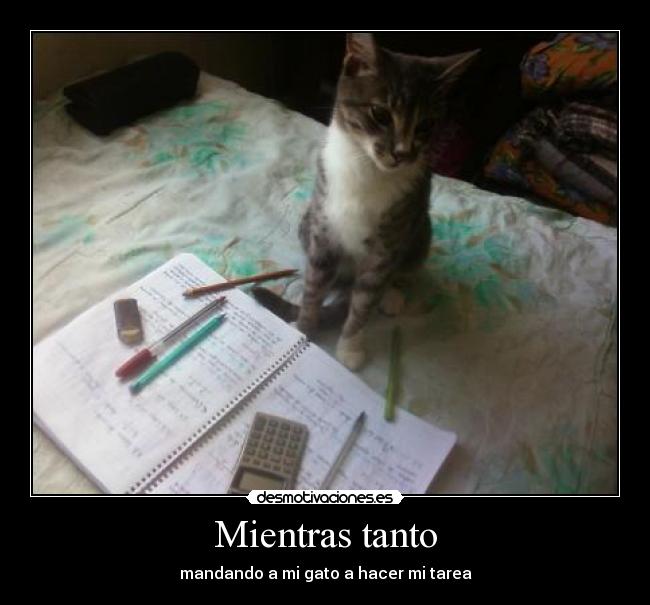 Mientras tanto - mandando a mi gato a hacer mi tarea