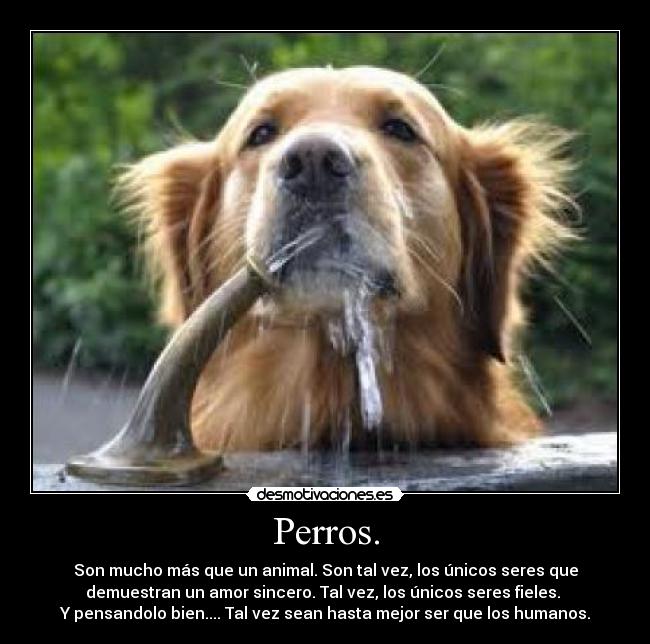 Perros. - 