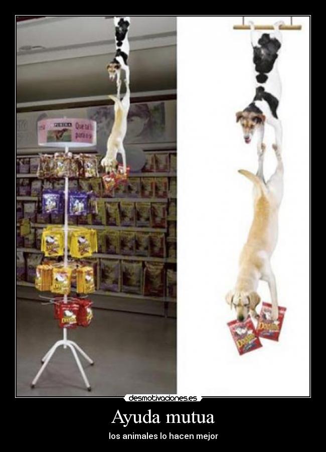 Ayuda mutua - los animales lo hacen mejor