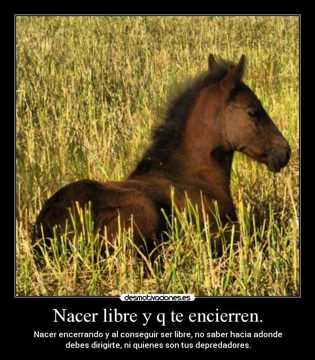 Nacer libre y q te encierren. - Nacer encerrando y al conseguir ser libre, no saber hacia adonde
debes dirigirte, ni quienes son tus depredadores.
