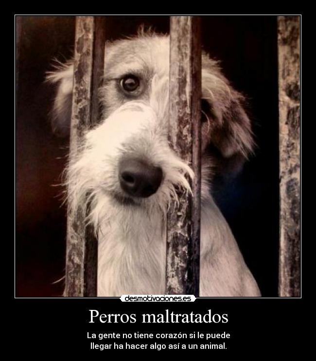 Perros maltratados -