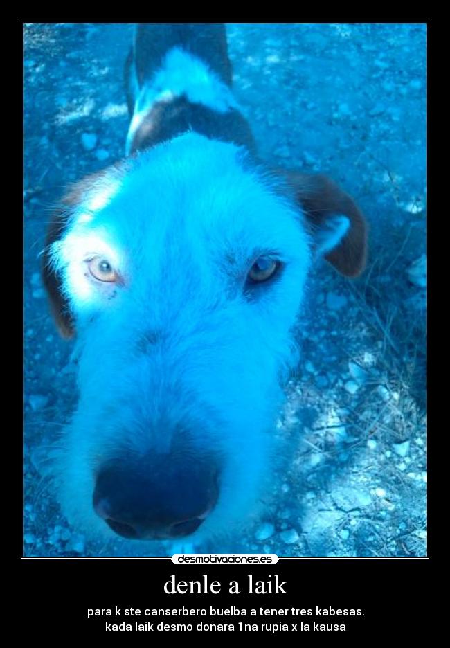 denle a laik - para k ste canserbero buelba a tener tres kabesas.
kada laik desmo donara 1na rupia x la kausa