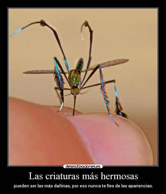 Las criaturas más hermosas - pueden ser las más dañinas, por eso nunca te fíes de las apariencias.