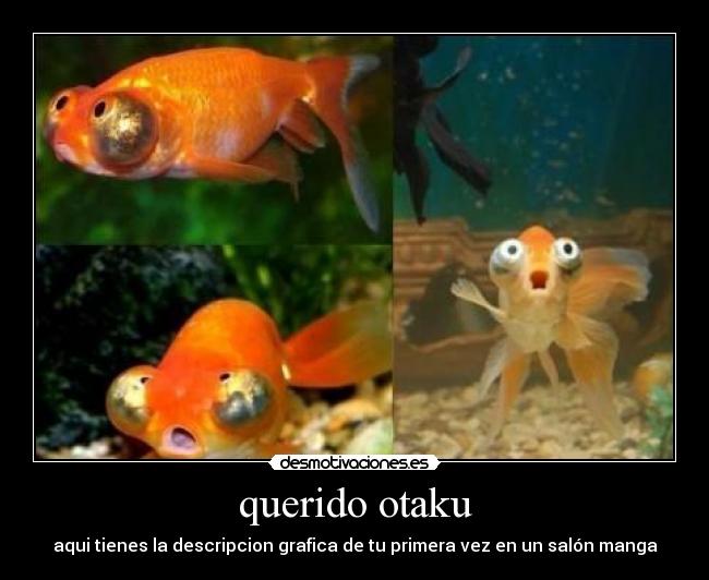 querido otaku - 
