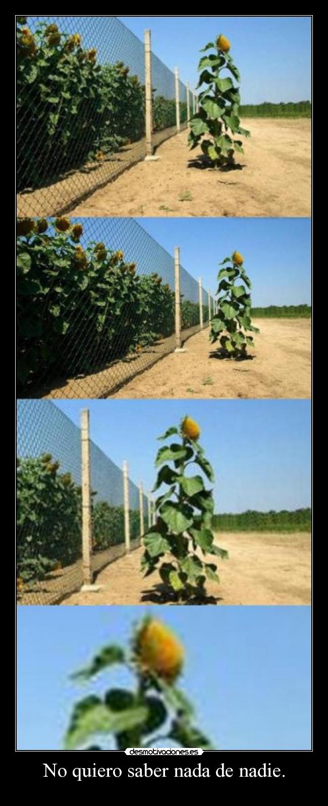No quiero saber nada de nadie. - 