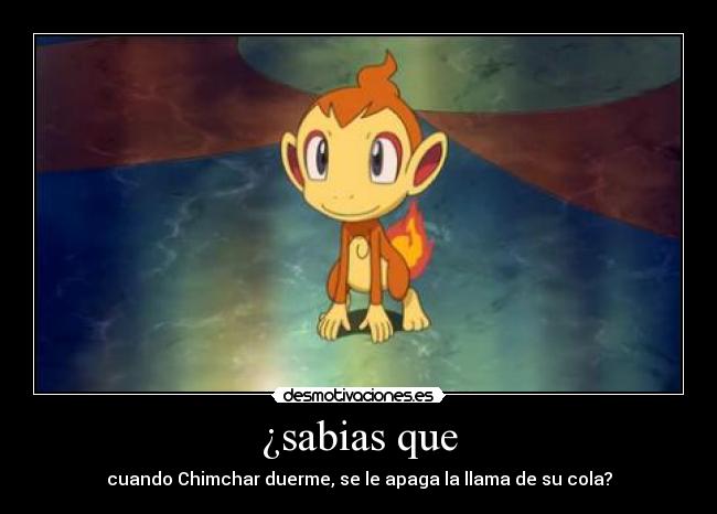 ¿sabias que - cuando Chimchar duerme, se le apaga la llama de su cola?