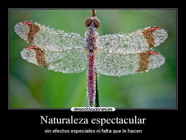 Naturaleza espectacular - sin efectos especiales ni falta que le hacen