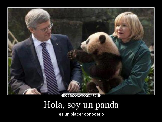 carteles hola soy panda placer conocerlo desmotivaciones