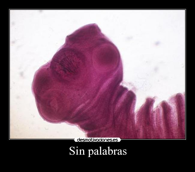 Sin palabras -