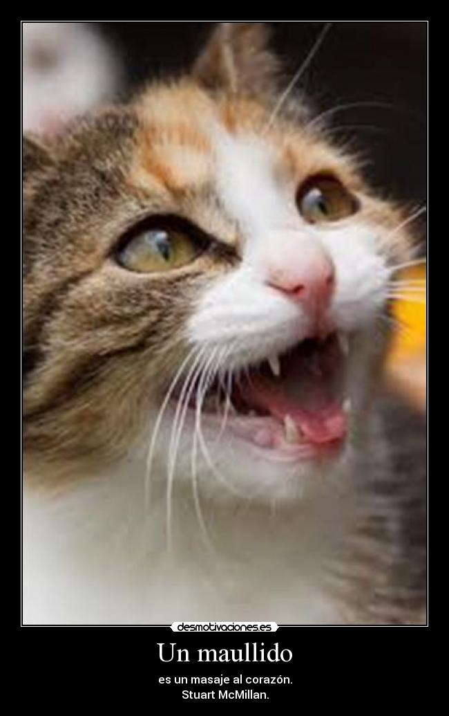 carteles maullido gatosgatito desmotivaciones