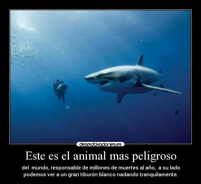 Este es el animal mas peligroso -