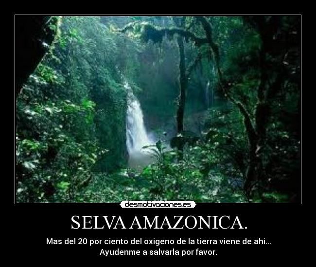 SELVA AMAZONICA. -