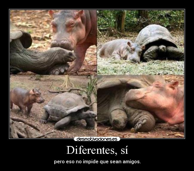 Diferentes, sí - pero eso no impide que sean amigos.