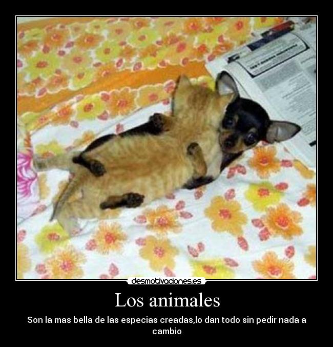 Los animales - Son la mas bella de las especias creadas,lo dan todo sin pedir nada a cambio