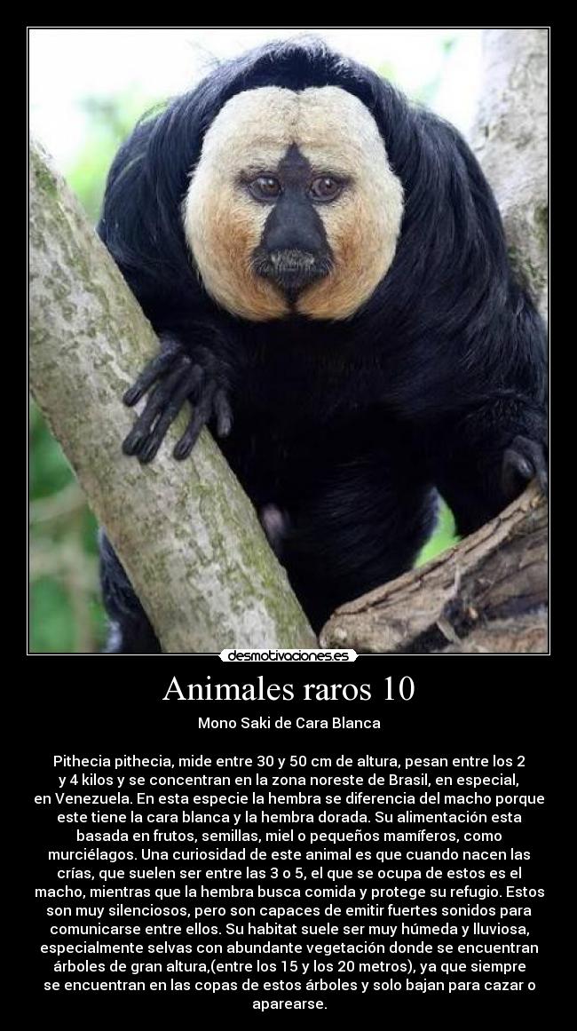 Animales raros 10 -