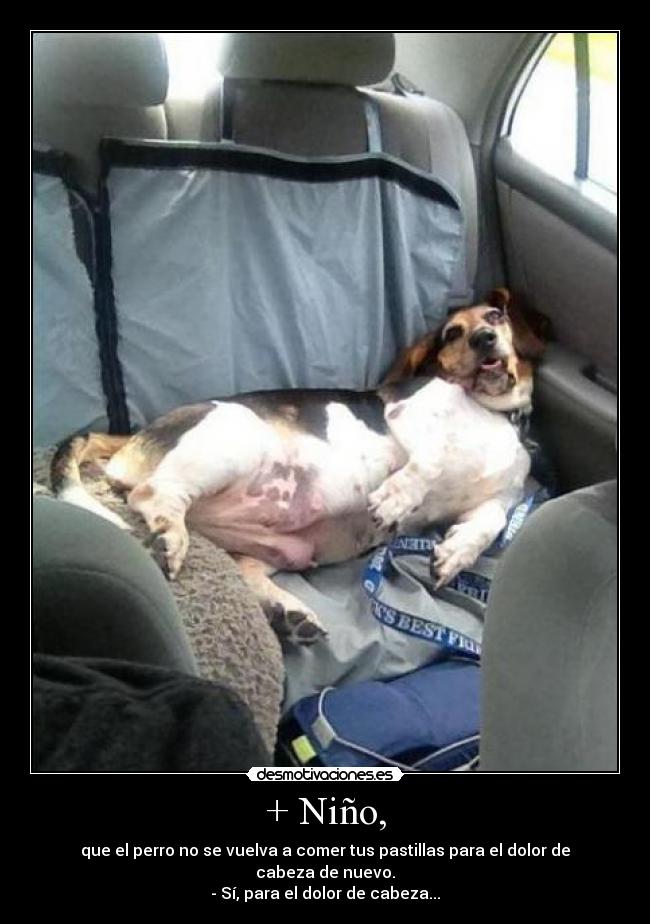+ Niño, - que el perro no se vuelva a comer tus pastillas para el dolor de cabeza de nuevo.
- Sí, para el dolor de cabeza...