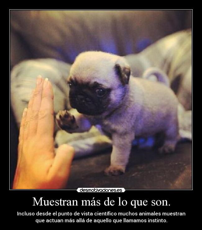 Muestran más de lo que son. - Incluso desde el punto de vista científico muchos animales muestran
que actuan más allá de aquello que llamamos instinto.