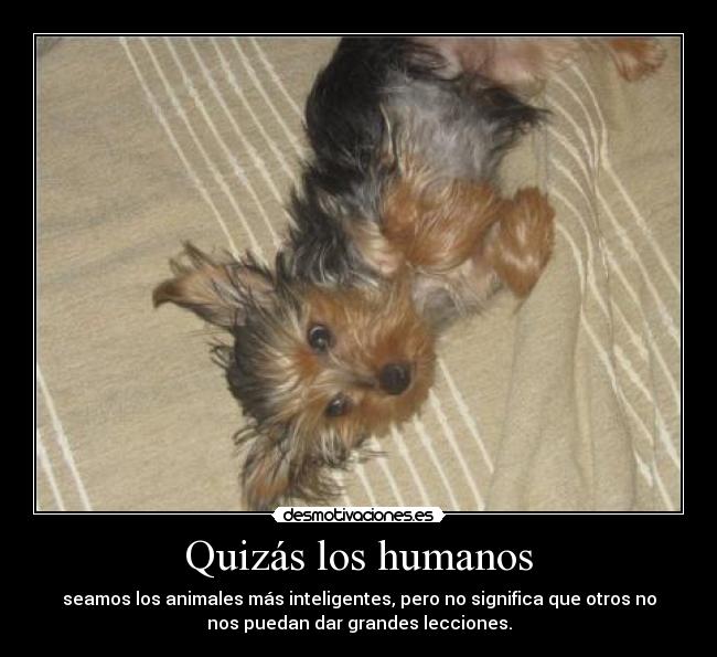 Quizás los humanos - 