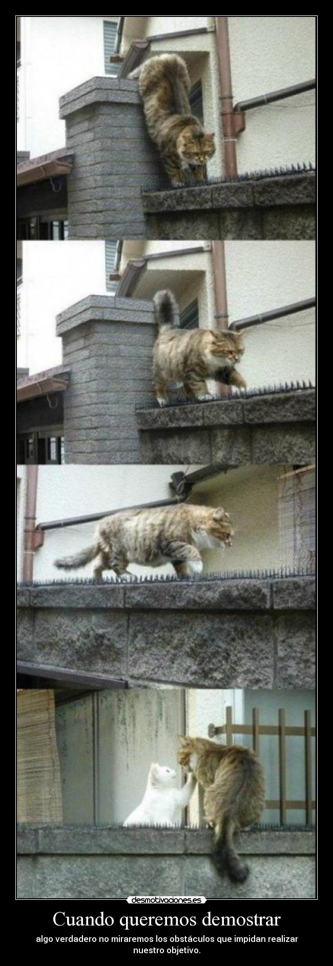 Cuando queremos demostrar - algo verdadero no miraremos los obstáculos que impidan realizar nuestro objetivo.