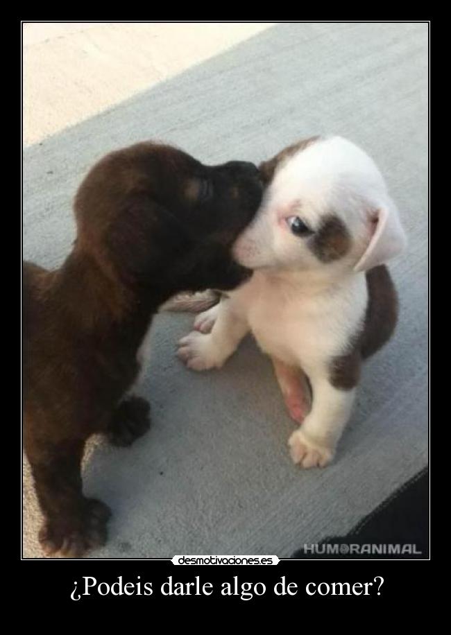 ¿Podeis darle algo de comer? - 