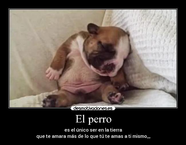 El perro - es el único ser en la tierra
que te amara más de lo que tú te amas a ti mismo,,,
