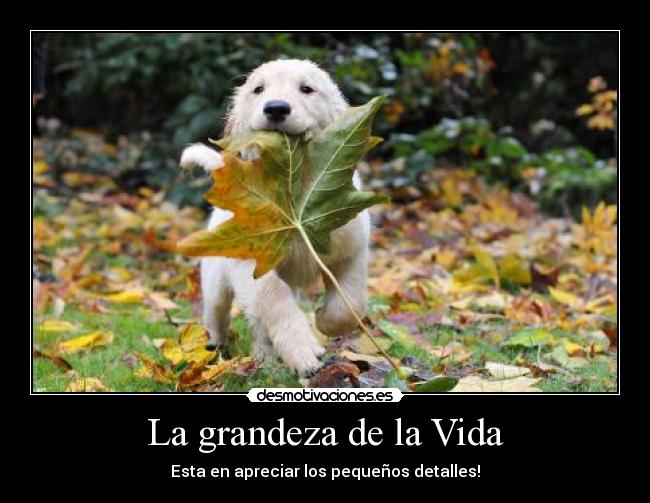 carteles vida motivate desmotivaciones