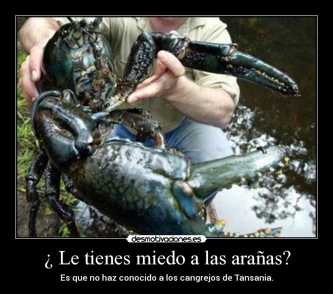 ¿ Le tienes miedo a las arañas? - Es que no haz conocido a los cangrejos de Tansania.