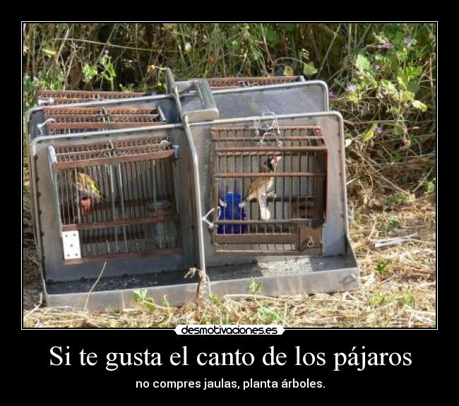 Si te gusta el canto de los pájaros - 