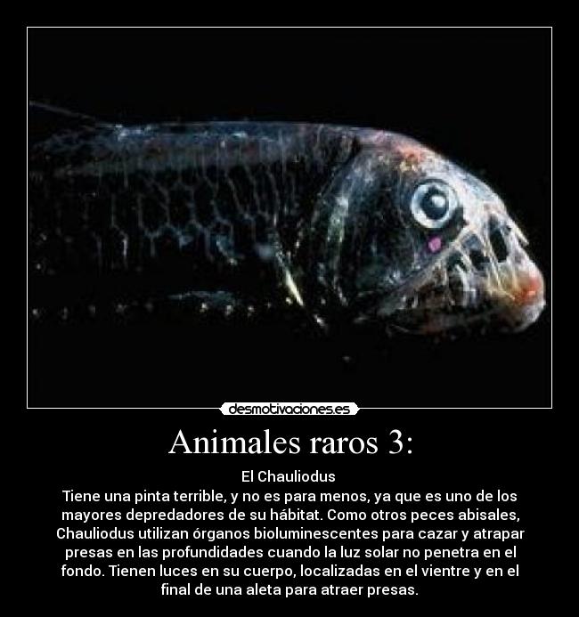 carteles animales godricvampire666 animalesraros unicorniosrosasyazules theinmortals desmotivaciones