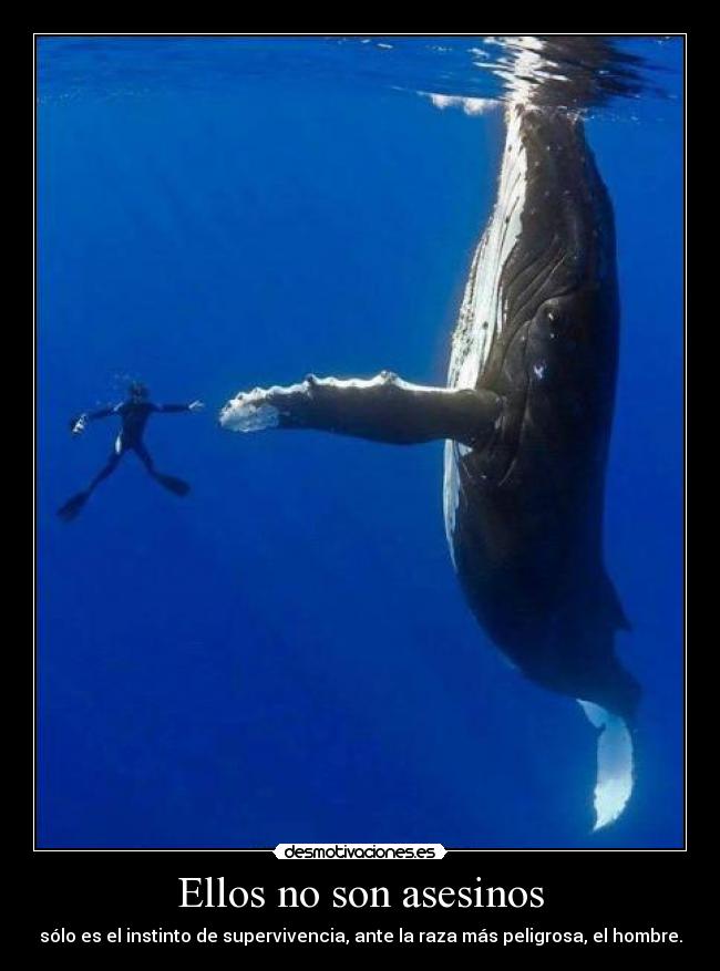 Ellos no son asesinos - sólo es el instinto de supervivencia, ante la raza más peligrosa, el hombre.