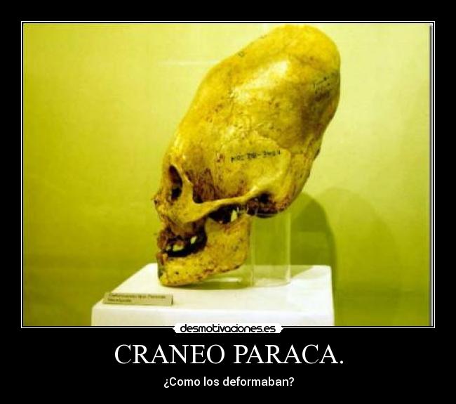CRANEO PARACA. - 