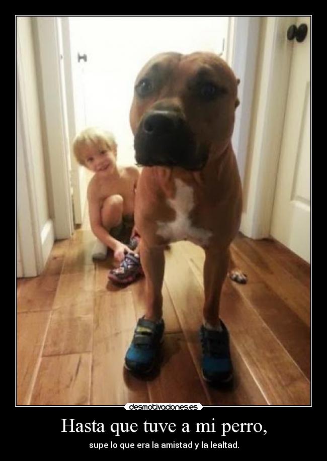 Hasta que tuve a mi perro, - supe lo que era la amistad y la lealtad.